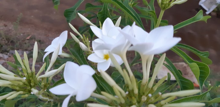 white flowers