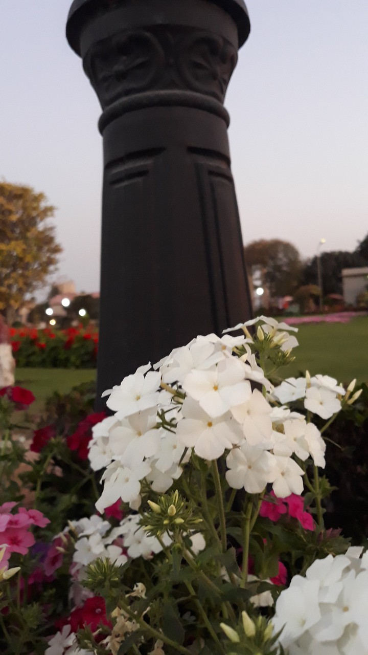 white flowers