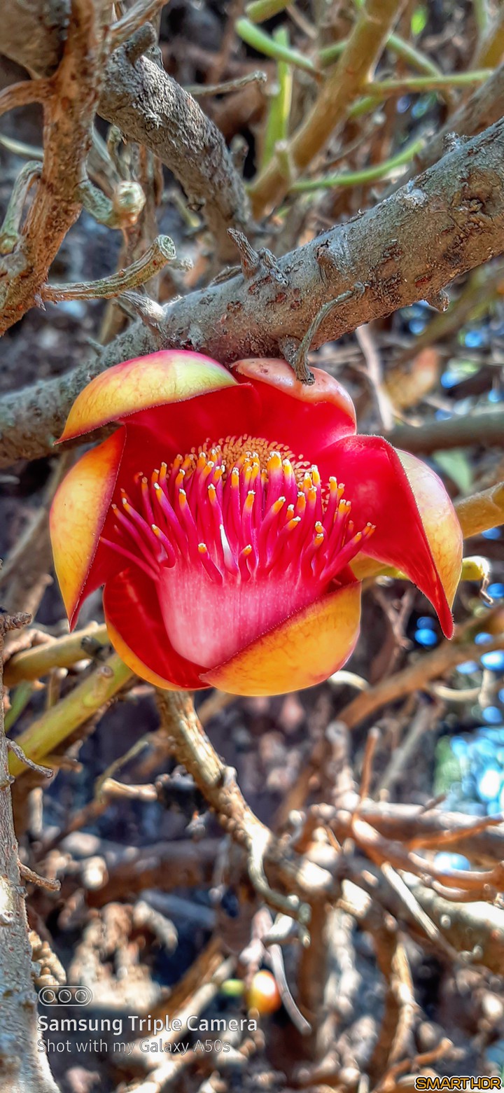 flower