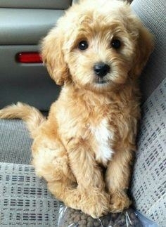 Benji like ?