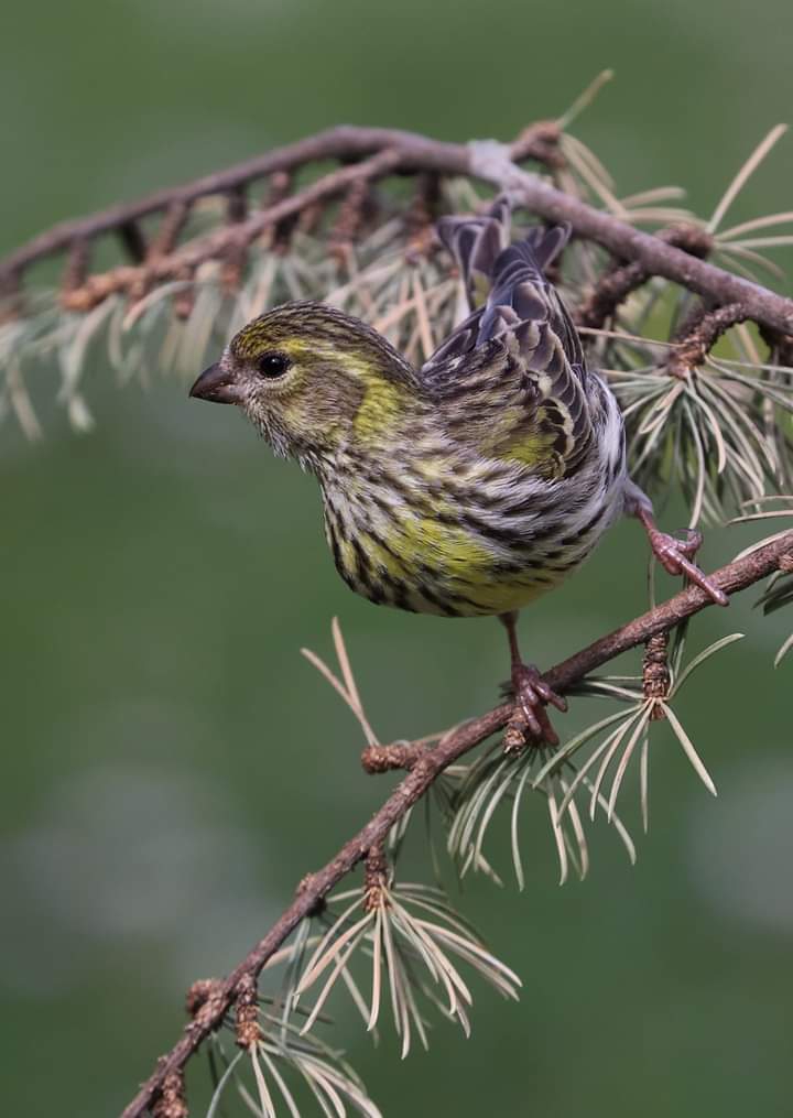 Bird