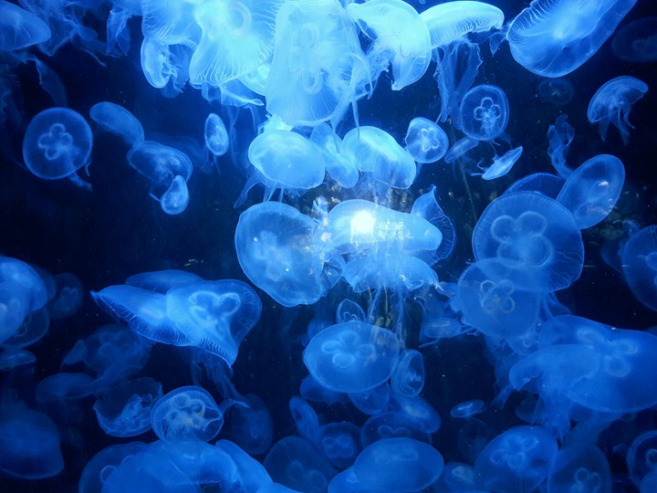 Blue