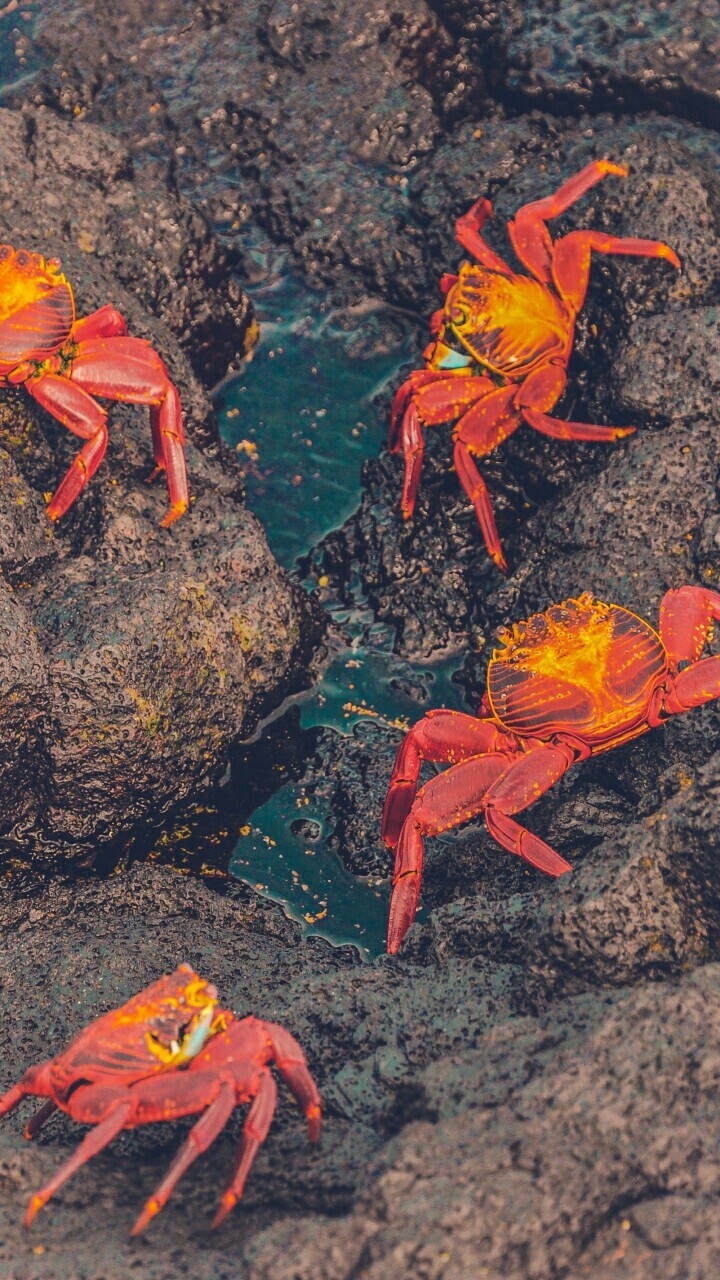 red