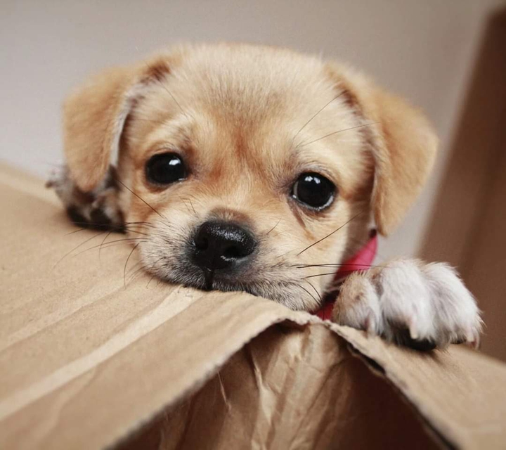 dog