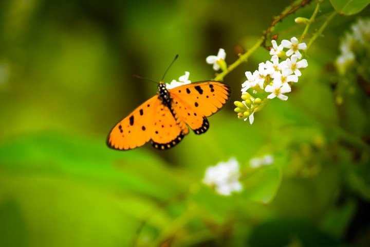 yellow butterfly