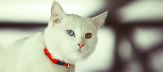 kedi