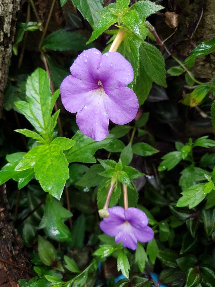 purple garden flower