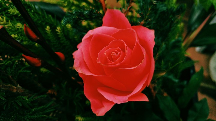Red rose