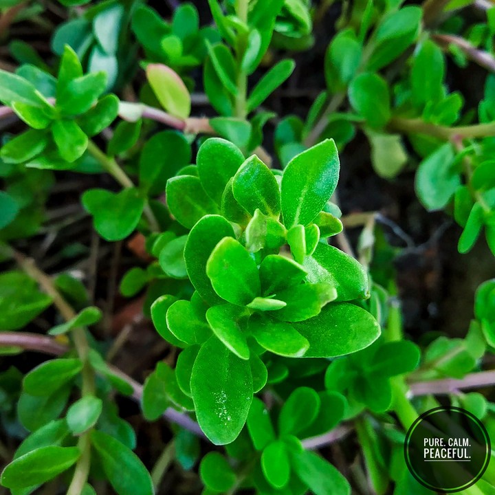 green leaf