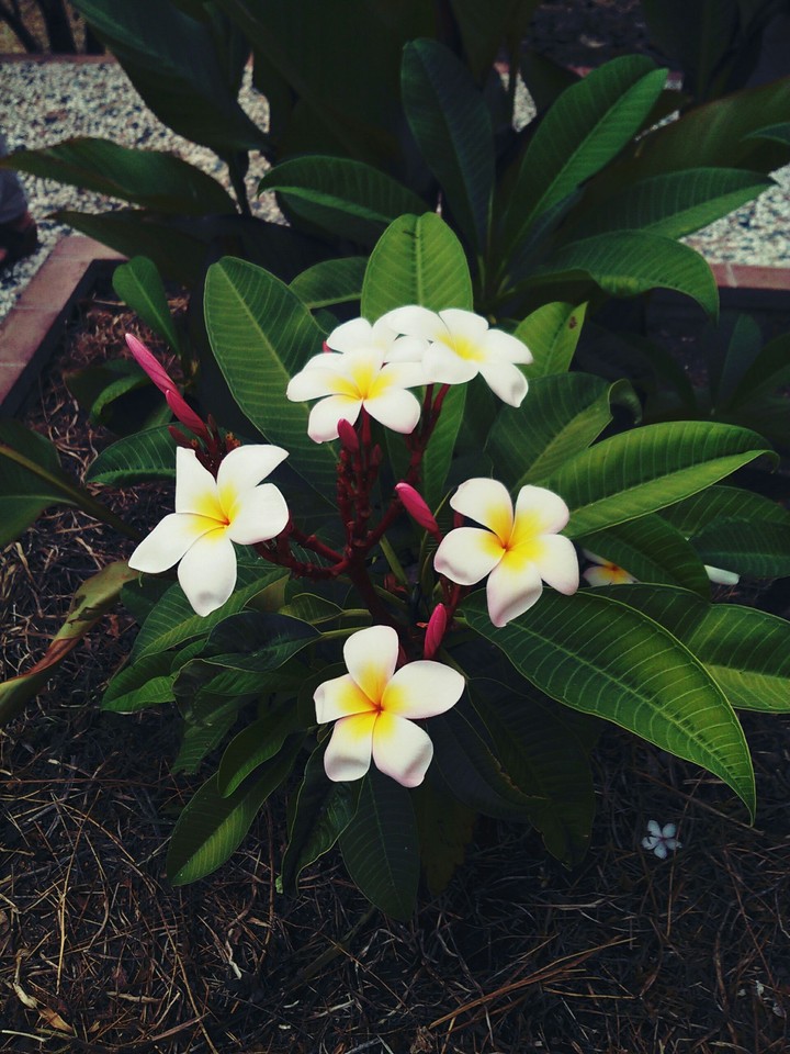 fiori