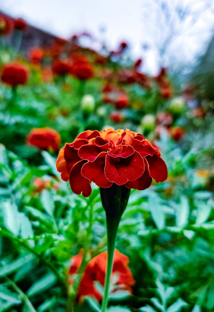 Red Marigold Flower