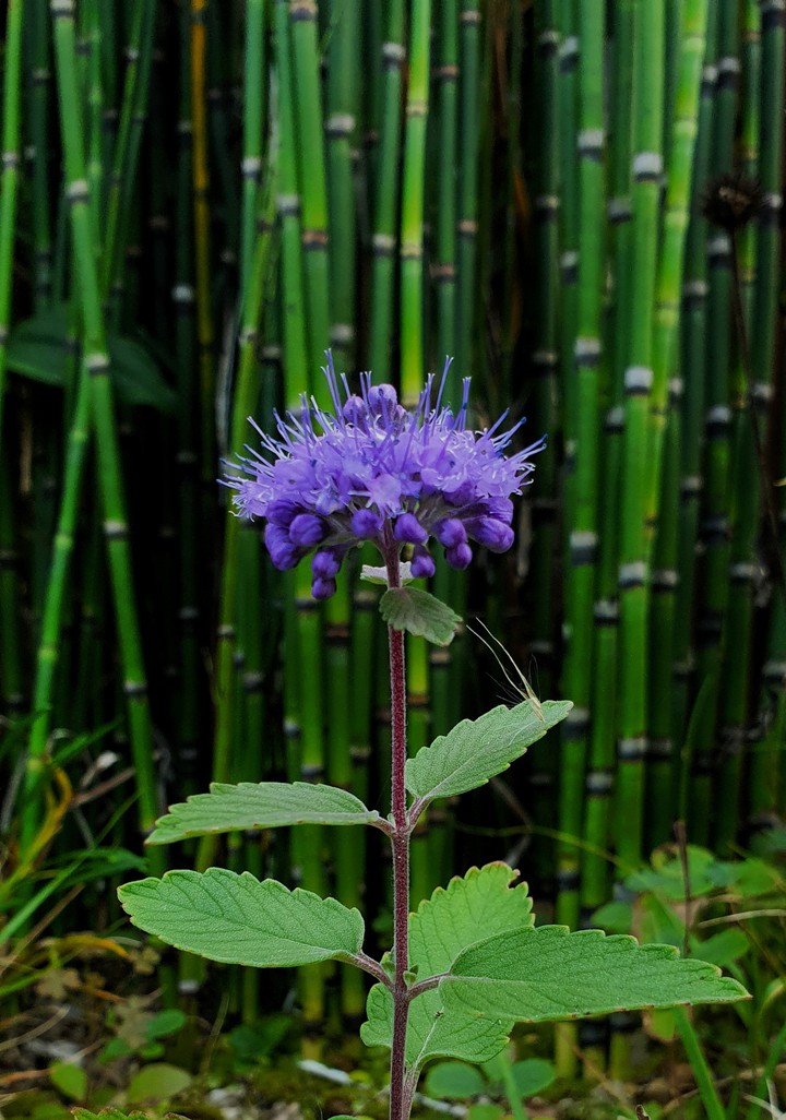 보랏빛