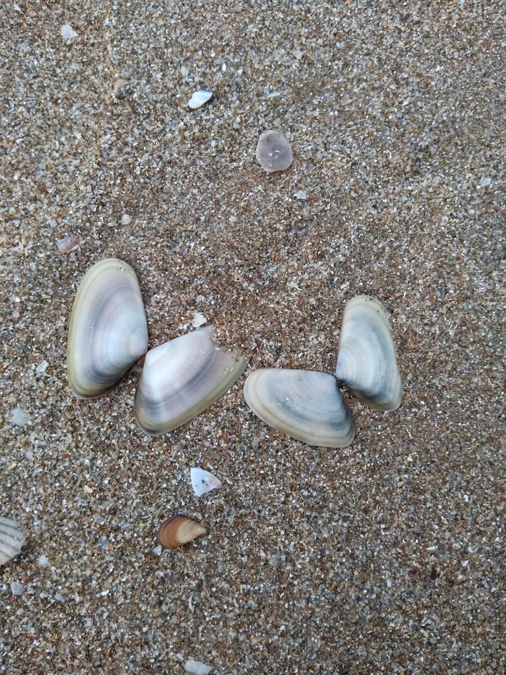 seashells