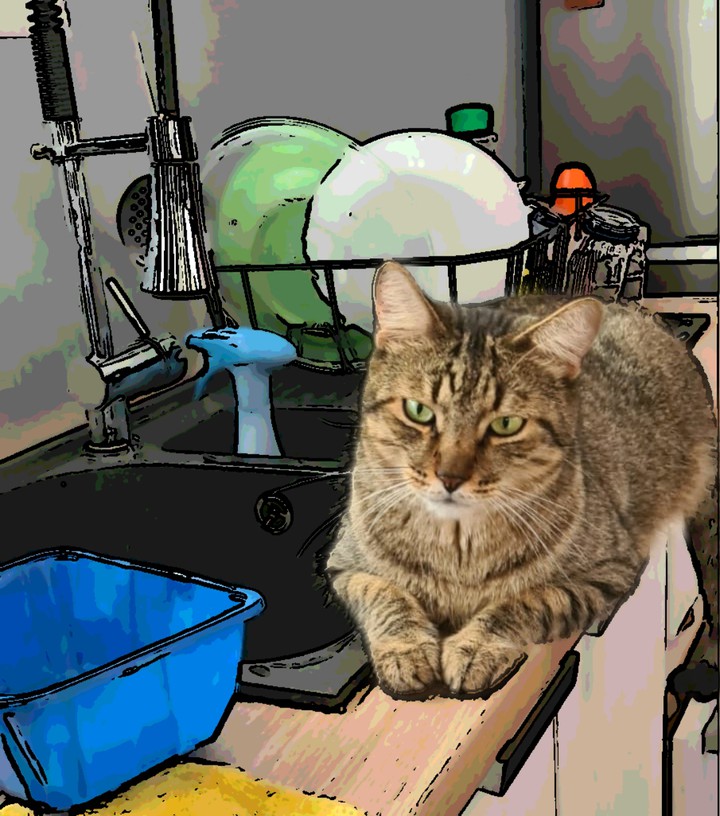 gato