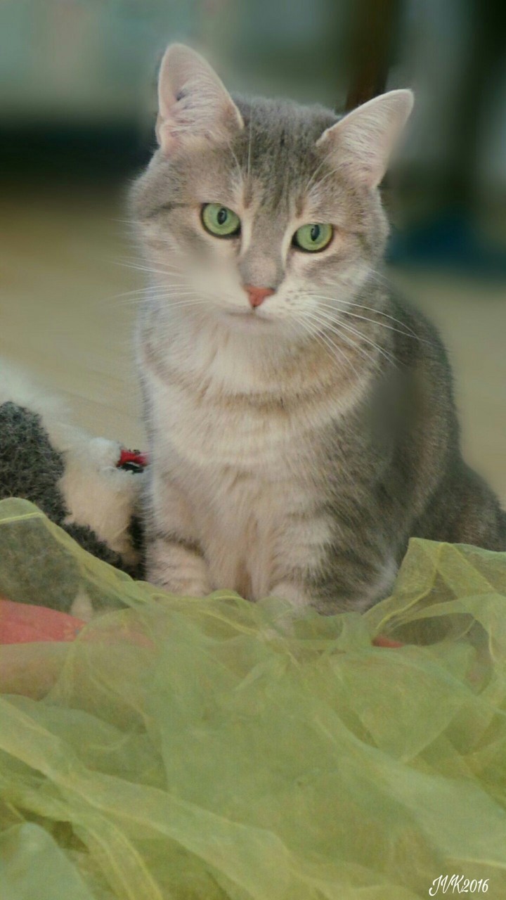 Louna