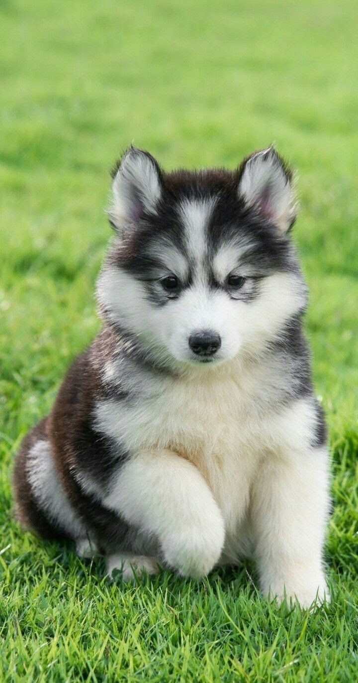 강아지 배경화면