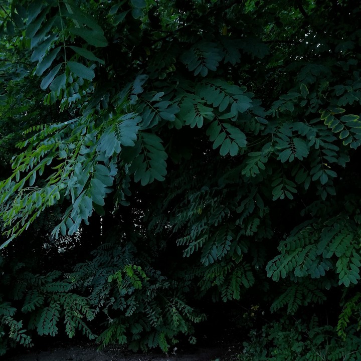 Leaves
