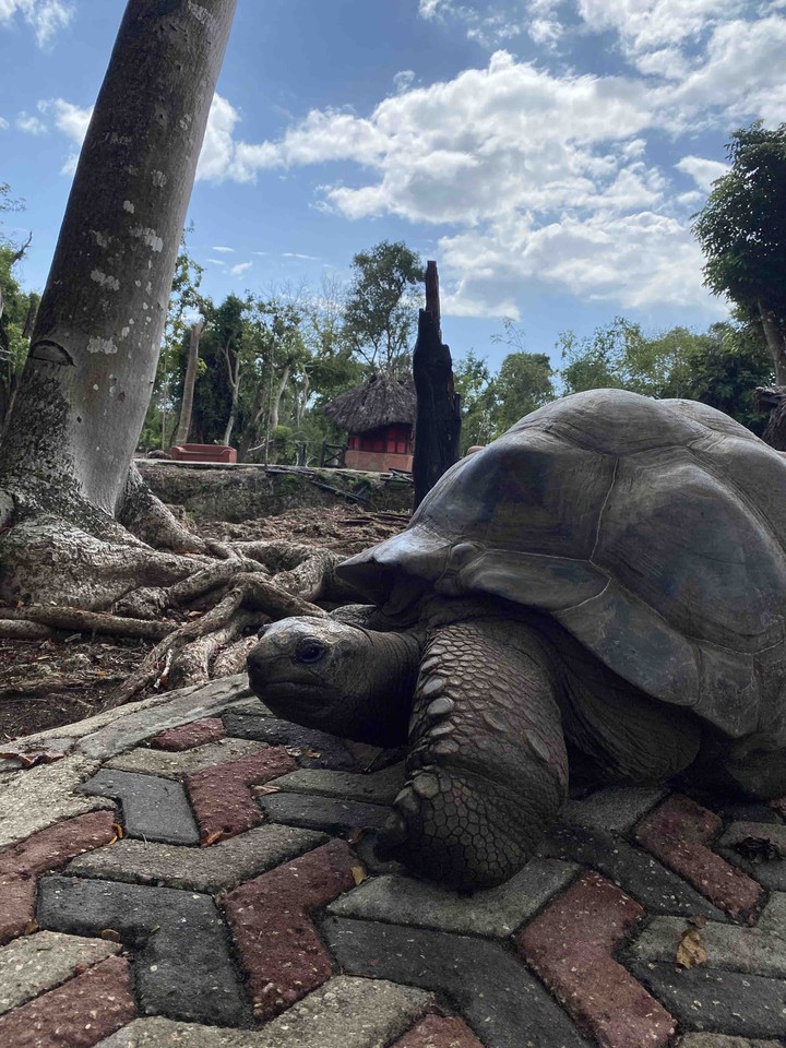 Old Tortoise
