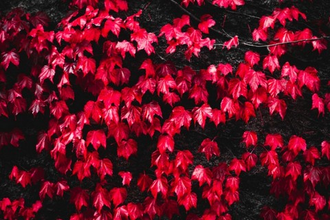 רקעים shrub, red