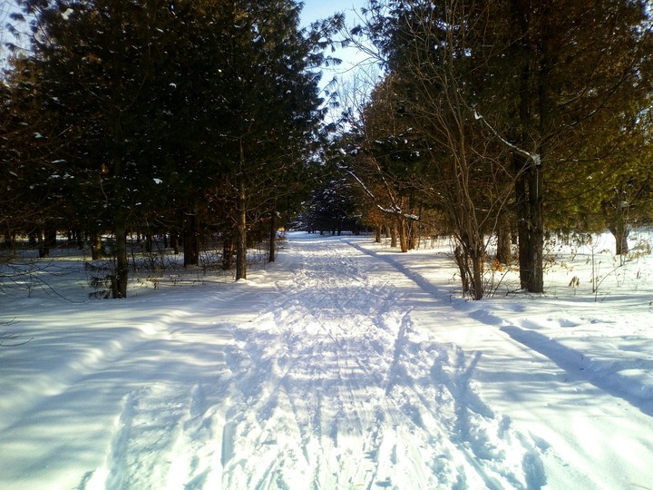 Forest