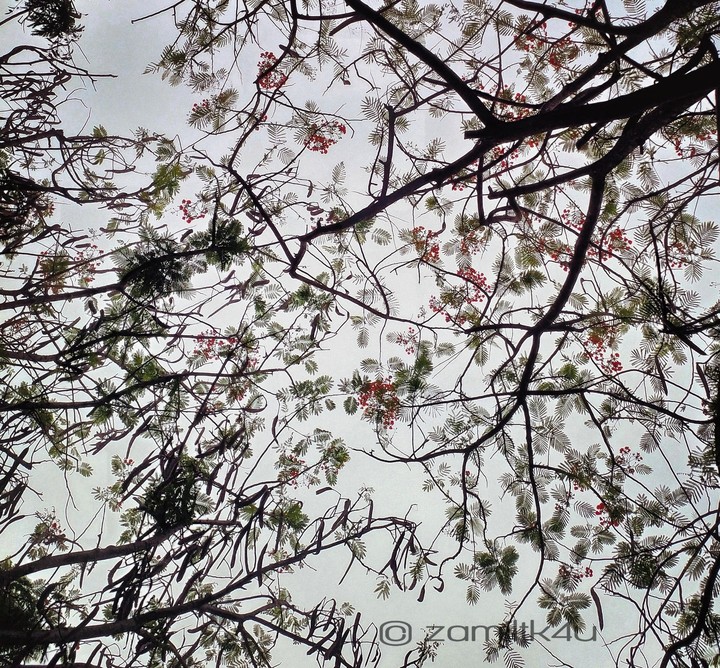 Morning Blossoms