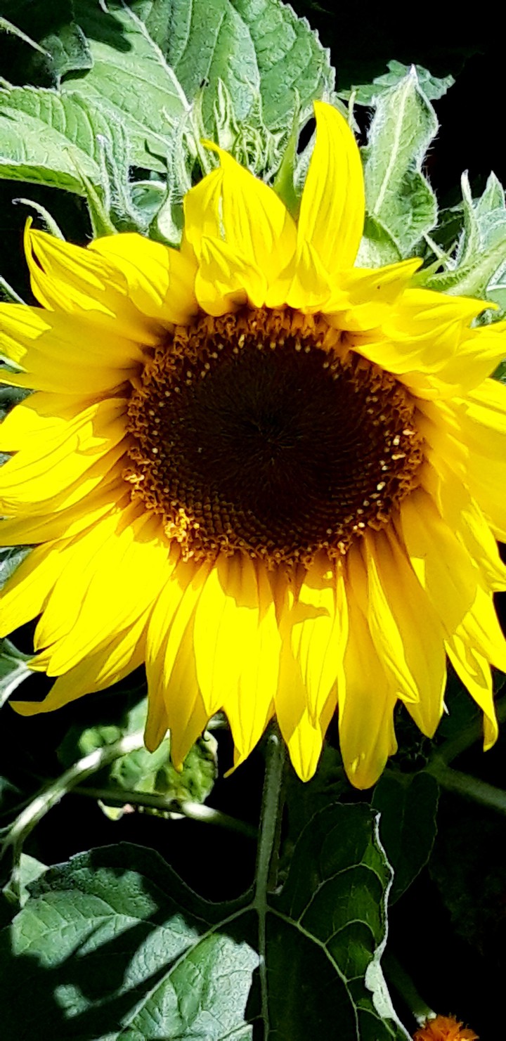 sunflower