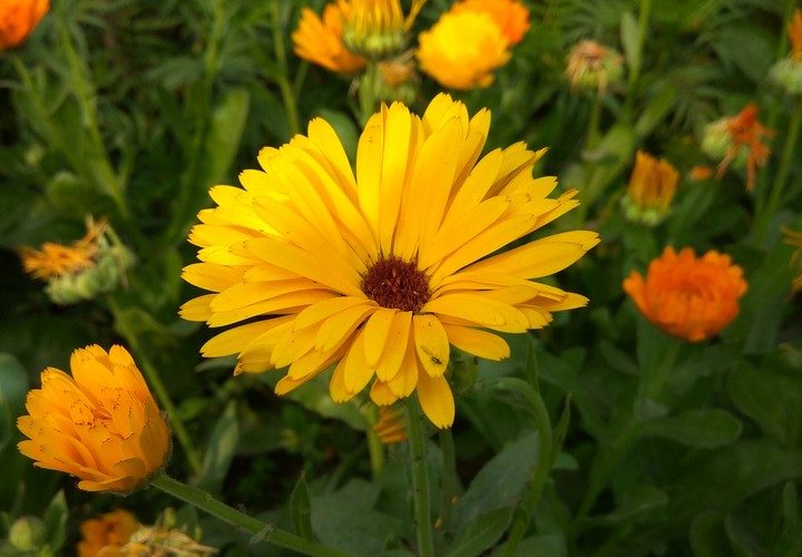 flower