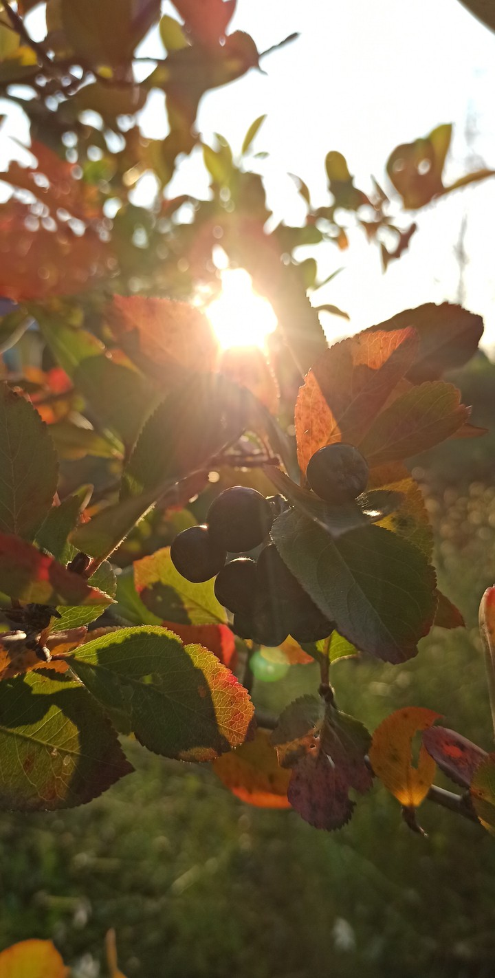 autumn