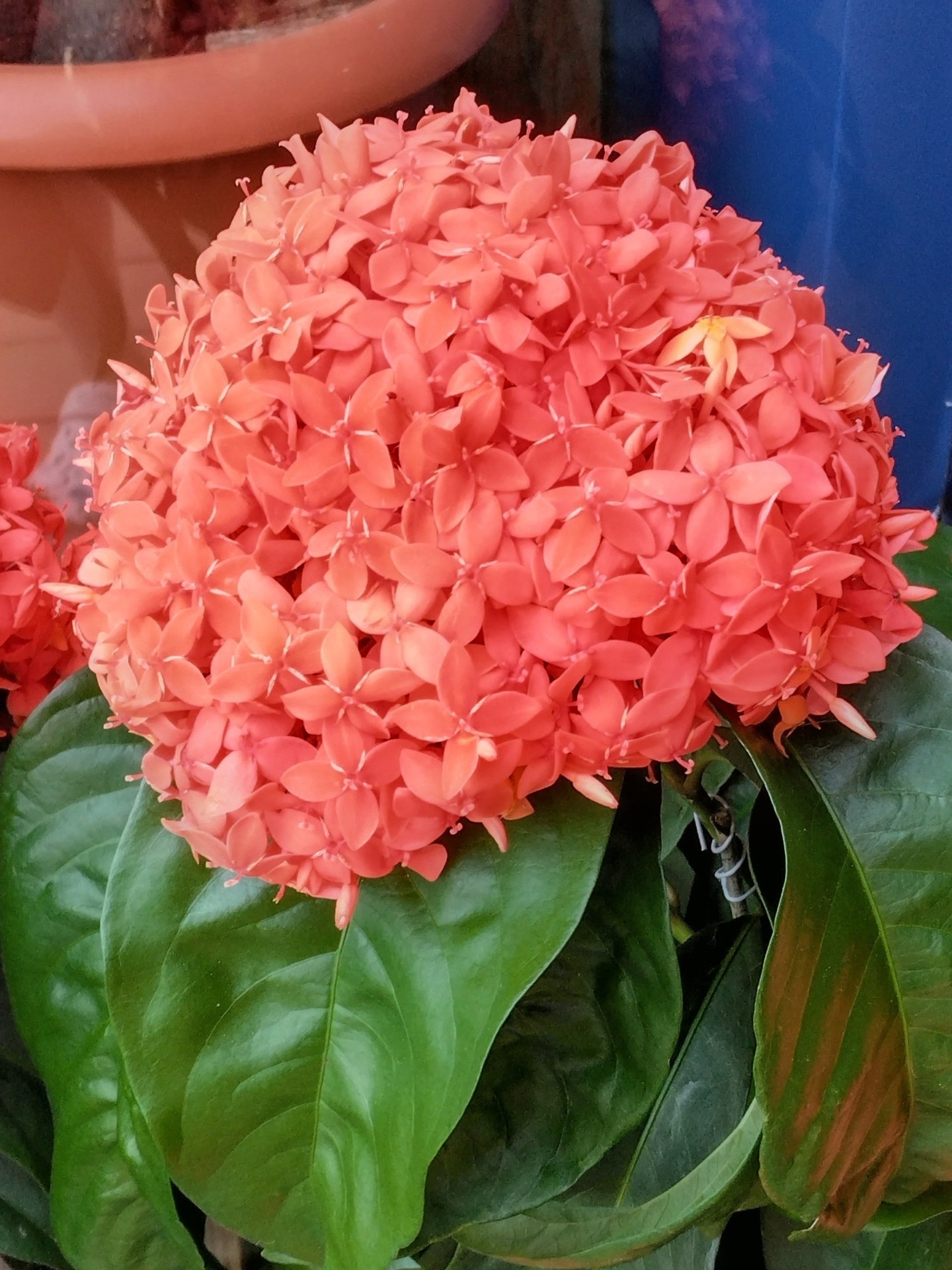 petal, cornales Hintergrundbilder