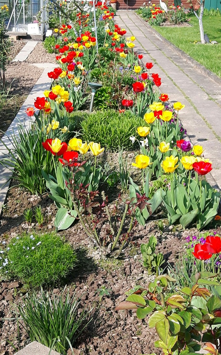 Tulpen