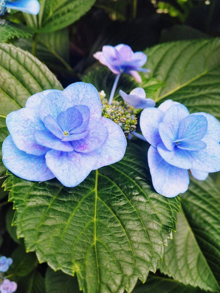hydrangea