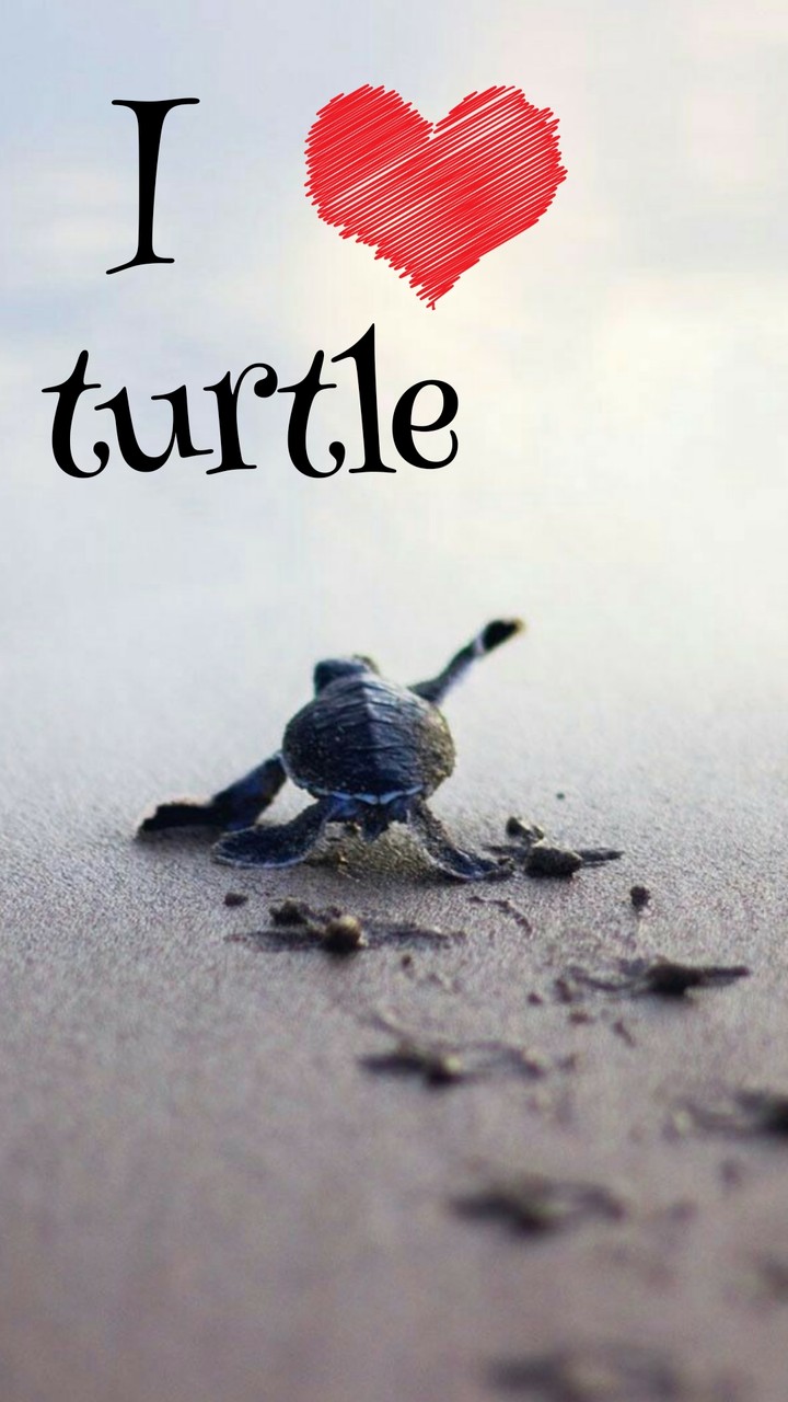 Turtle