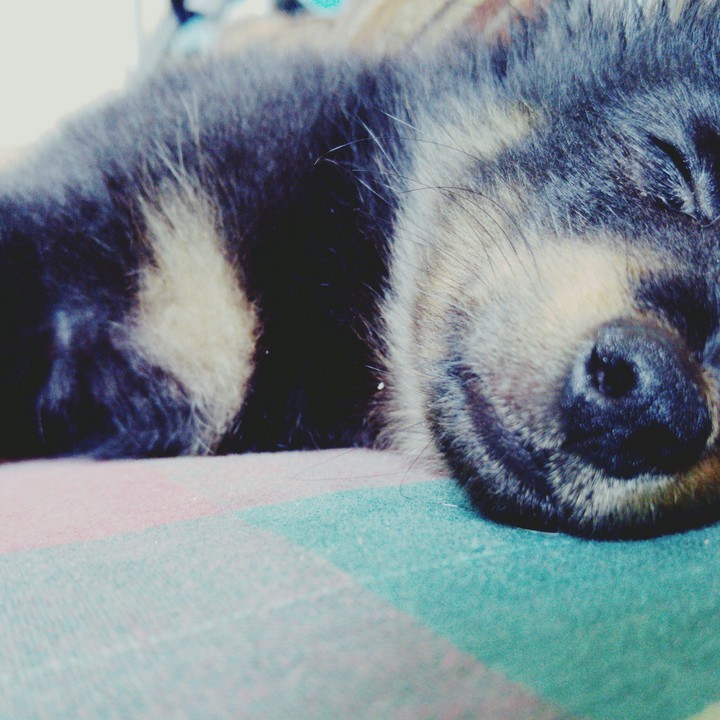 dog