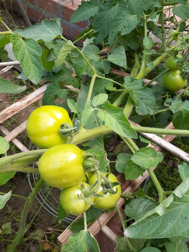 tomato