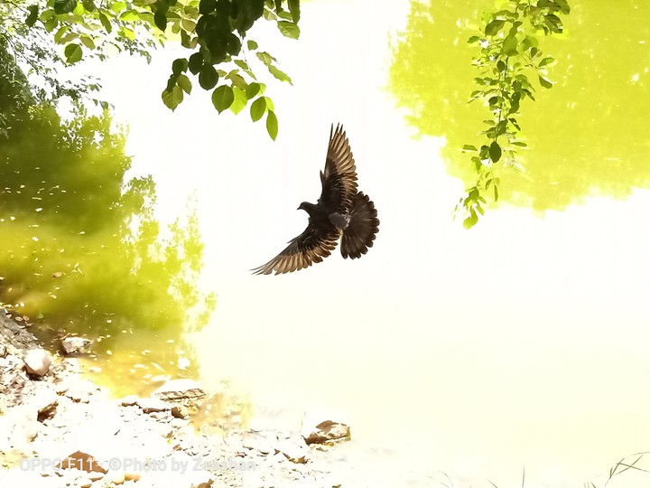 Flying pigeon