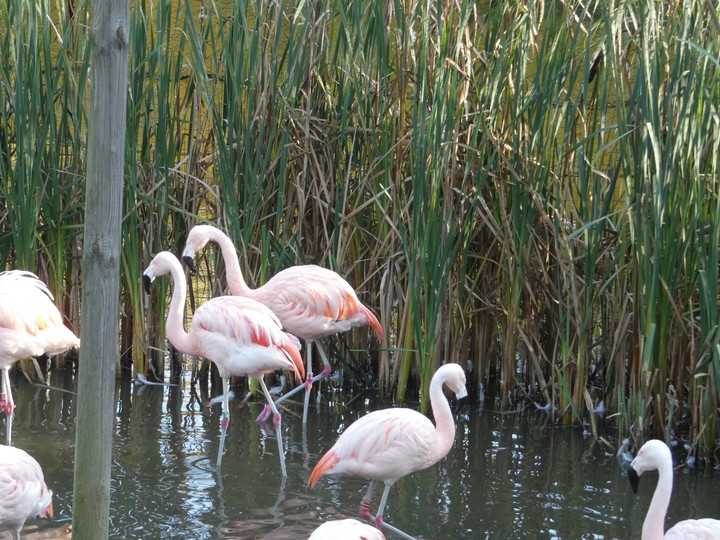 flamingi