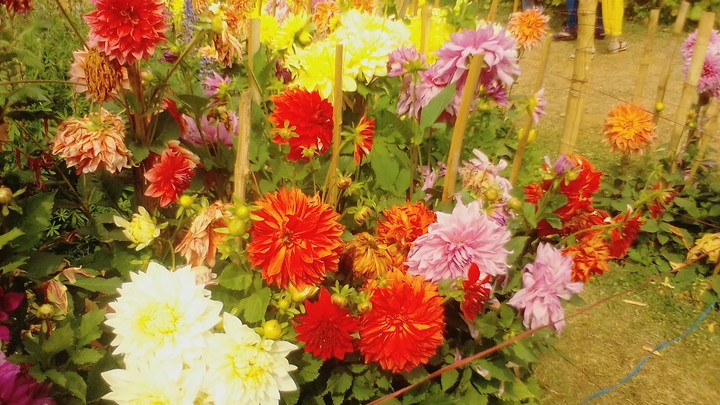 flower#