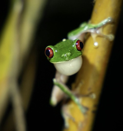 fonds d'écran frog, organism