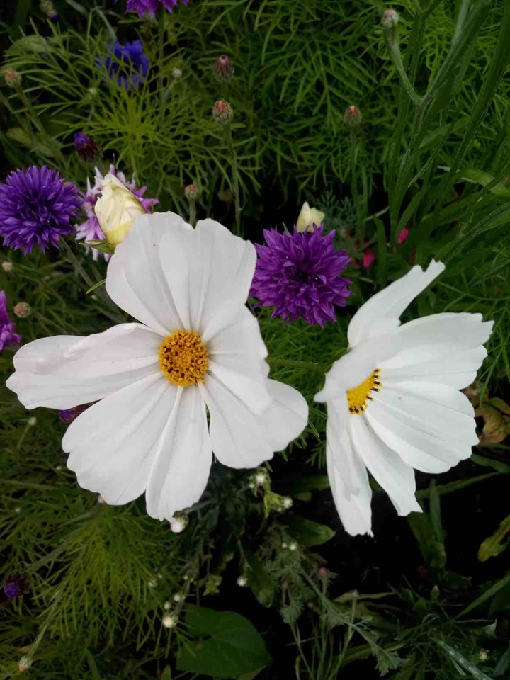 White is so beautiful.