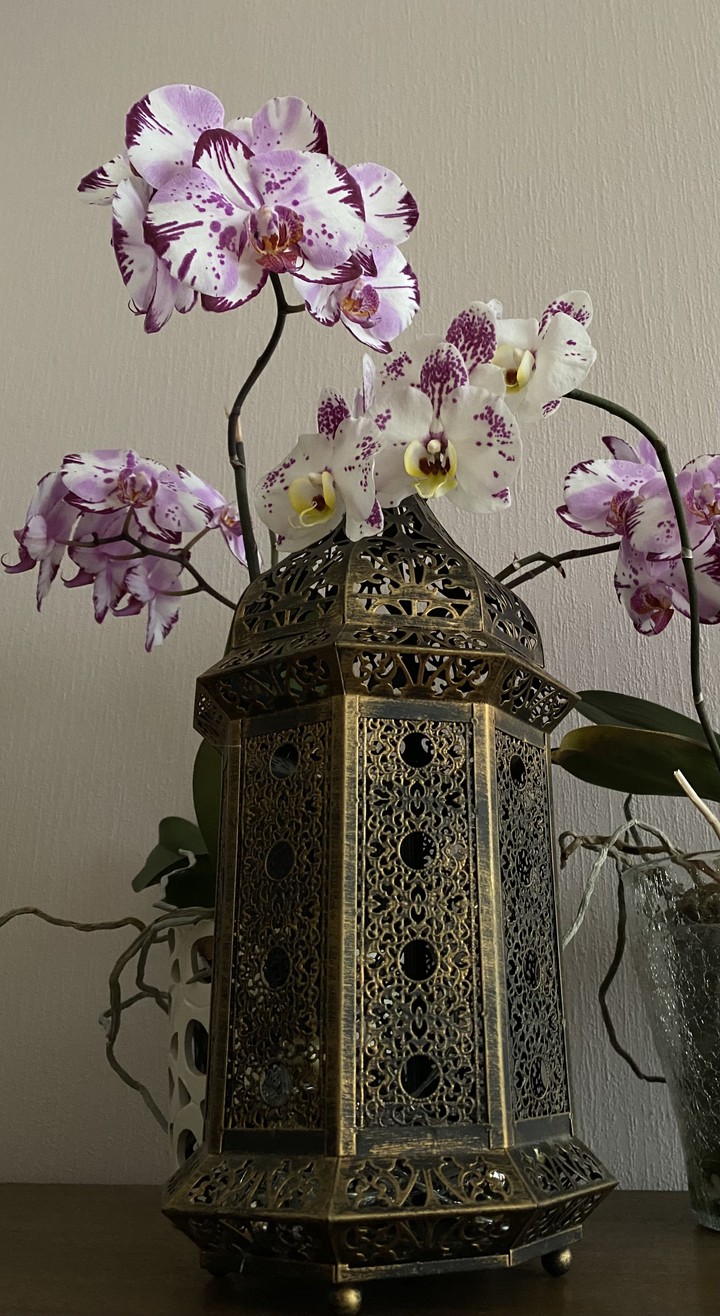 orchid
