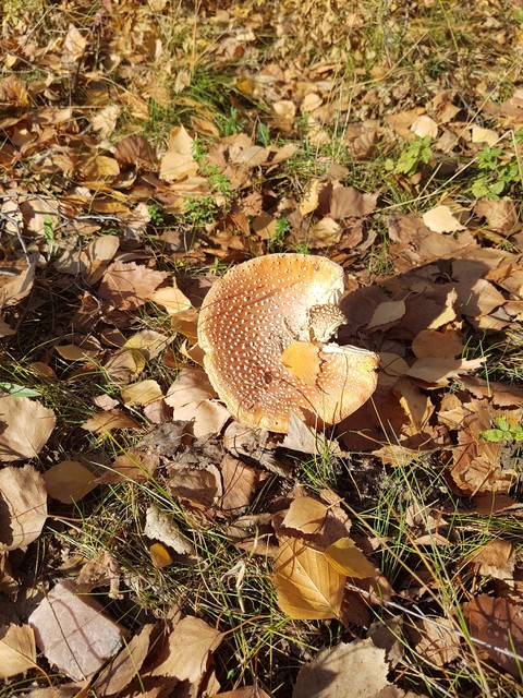 fungus, grass wallpapers