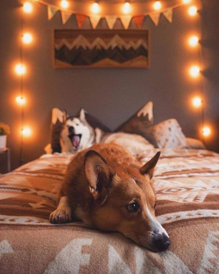 Sweet puppies  :)