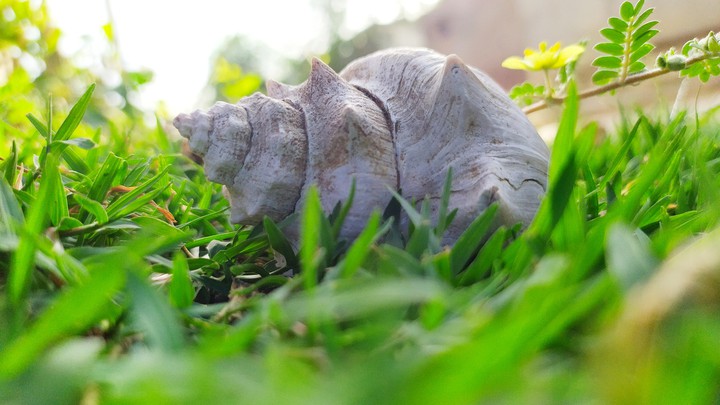 shell