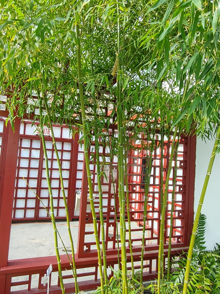 Bamboo Trees