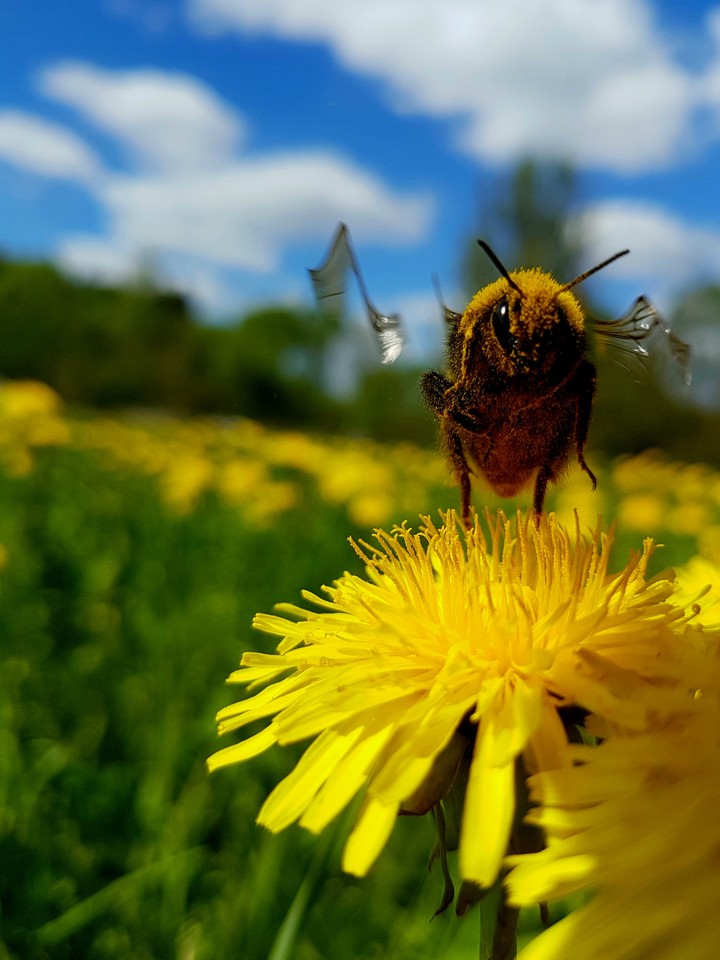 humblebee's joy