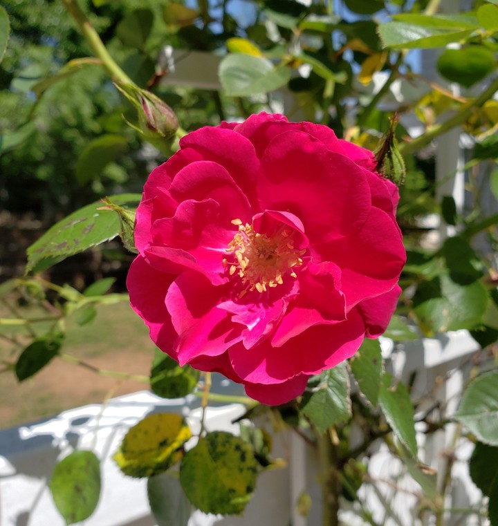 Red rose
