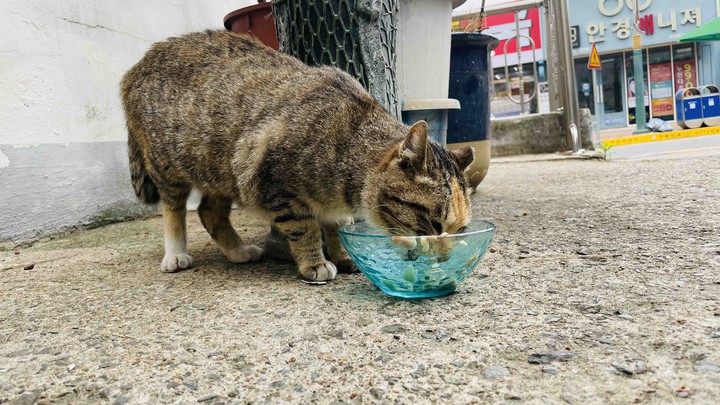 냥이