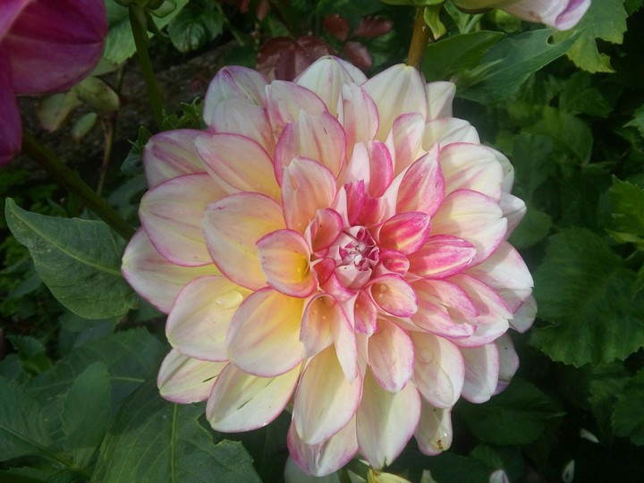 my flower