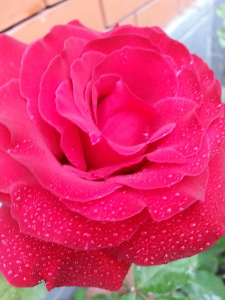 my rose!