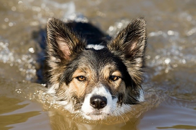 The Border Collie Because There Is No Better Dog